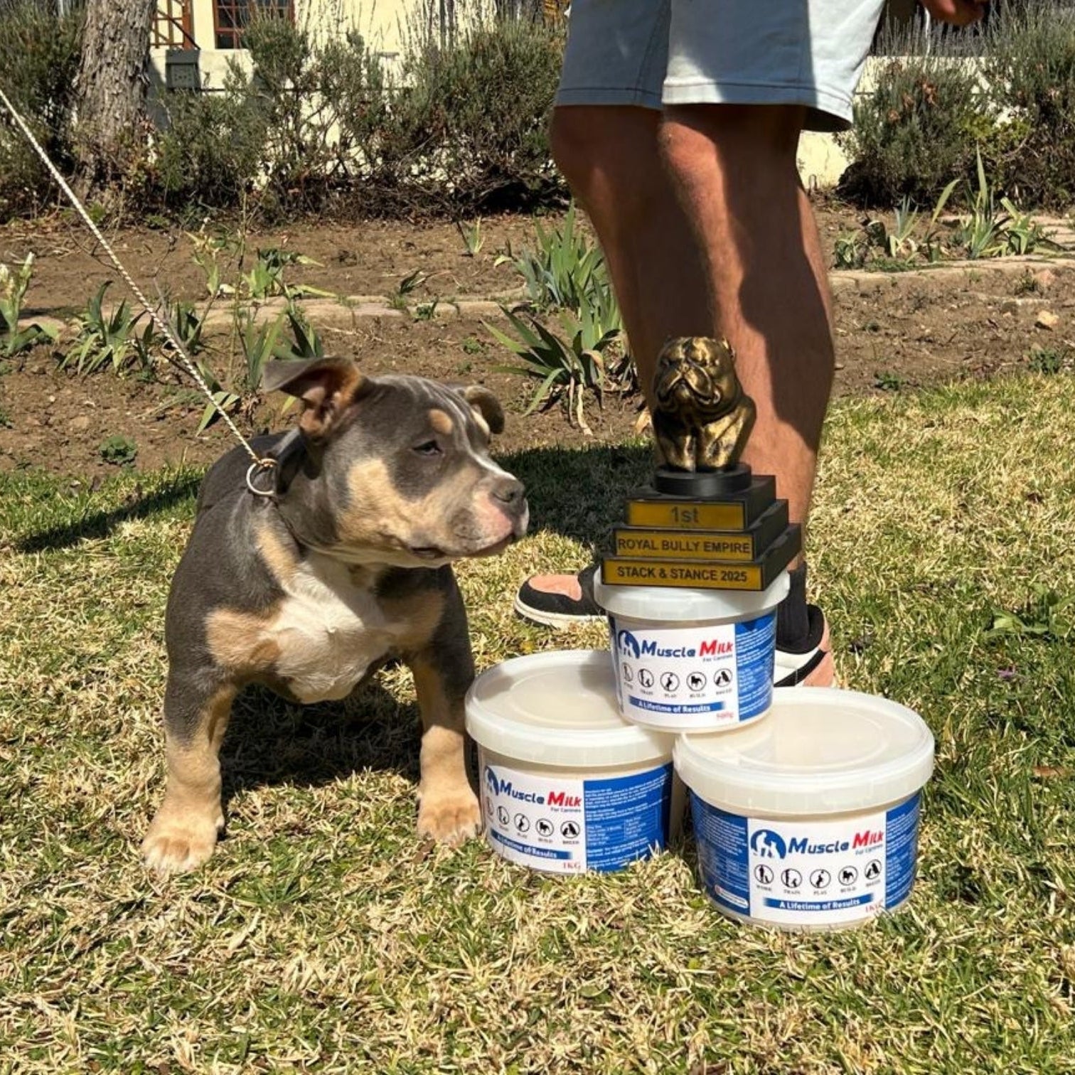 Puppy standing next to her 1st place trophy and 3 tubs of Muscle Milk for Canines.